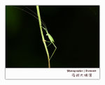 IMG_3437 copy