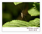 IMG_3449 copy