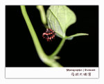 IMG_3472 copy