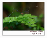 IMG_3496 copy