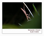 IMG_3504 copy