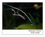 IMG_3511 copy