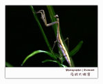 IMG_3524 copy