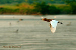 DSCF0417