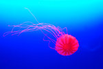
Sea Jelly @ Ocean Park