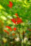 DSCF0112