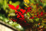 DSCF0116