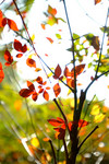 DSCF0119
