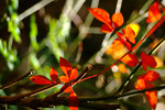 DSCF0124