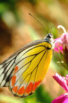DSCF0227