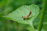 DIM_4439