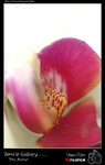 flower2