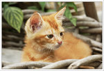 A Cat @ Mai Po 