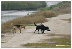 25th Dec 2004, Mai Po 