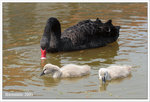 22nd April 2005, Fairview Park 