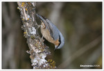 Eurasian Nuthatch ���q鳾, 20th Oct 2004 Jiuzhaigou, China