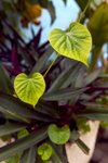 L01_0662-1