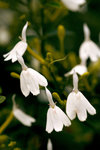 L01_0780-1