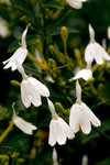 L01_0787-1