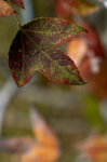 DSC_7045
