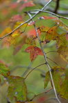 DSC_7058
