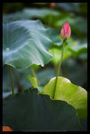 DSC_1047_1