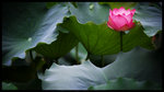DSC_1058_1