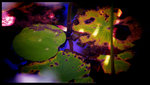 DSC_1071_1