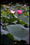 DSC_1079_1