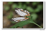 _MG_6102a