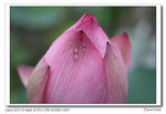 _MG_6540