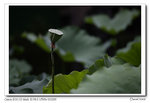 _MG_6564