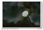 _MG_6567