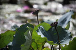 IMG_5950a