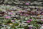 IMG_5951a