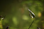IMG_5966a