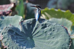 IMG_5974a