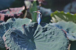 IMG_5975a