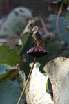 IMG_5978a