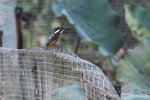 IMG_5980a
