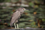 IMG_5984a
