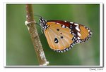IMG_4488