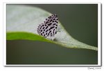 IMG_4543