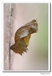 IMG_4575