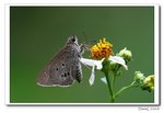 IMG_4656