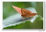 IMG_4738