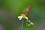 _MG_5290a