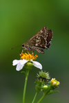 _MG_5291a