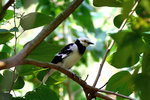 _MG_7816a