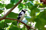 _MG_7817a